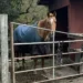 South Bay horse ranch manager charged with animal cruelty after horse’s death