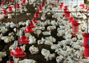 Indian Poultry Alliance eyes ₹800 cr topline in its first year of operations
