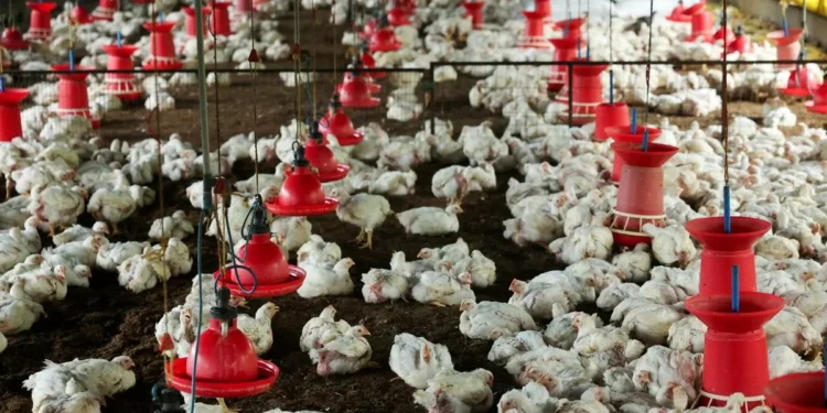 Indian Poultry Alliance eyes ₹800 cr topline in its first year of operations