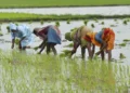 Kharif paddy sown in 98% of targeted acreage in West Bengal