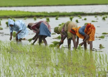 Kharif paddy sown in 98% of targeted acreage in West Bengal