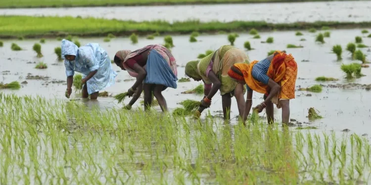 Kharif paddy sown in 98% of targeted acreage in West Bengal