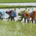Kharif paddy sown in 98% of targeted acreage in West Bengal