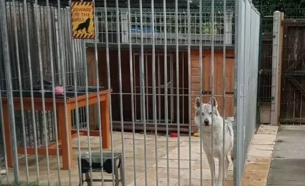 Woman says her pet is the ‘closest you can get to owning a pure wolf’