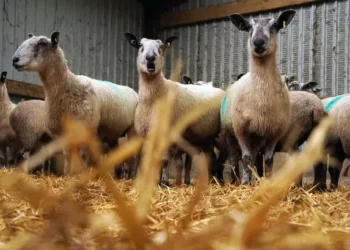 Deadly livestock virus identified in Wales