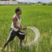 India’s crop advisory body recommends phased hike of urea price