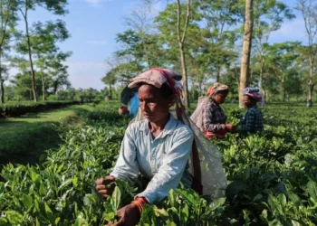Darjeeling tea growers to seek govt’s assistance to secure future production