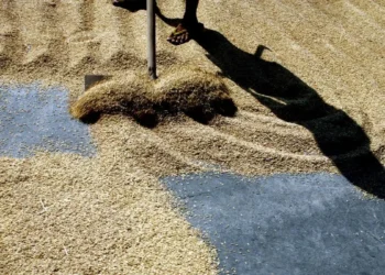 World’s biggest rice buyer Philippines to prolong import ban