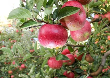 Project Unnati Apple helps Uttarakhand farmers adopt climate-resilient cultivation