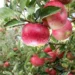 Project Unnati Apple helps Uttarakhand farmers adopt climate-resilient cultivation