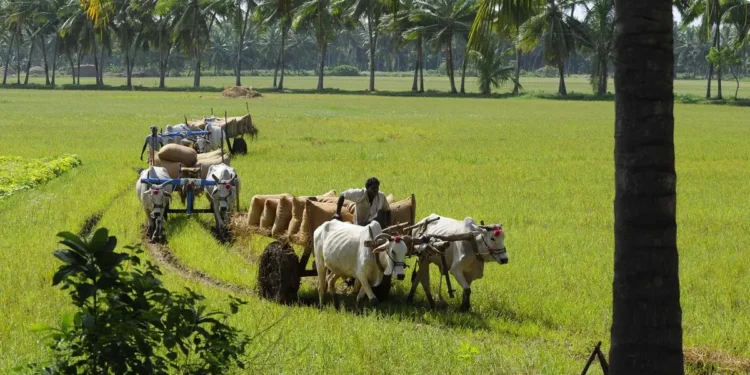 Rabi MSP hike to have muted impact on inflation: Report