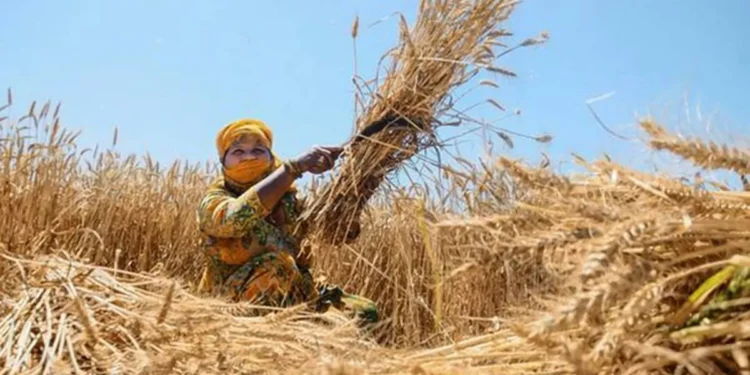 Cabinet hikes wheat MSP by ₹160/qtl to ₹2,585: Ashwini Vaishnaw