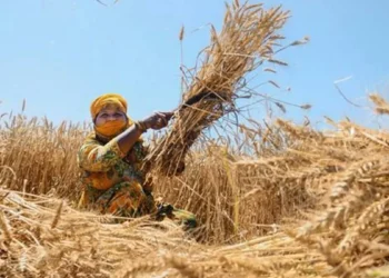 Cabinet hikes wheat MSP by ₹160/qtl to ₹2,585: Ashwini Vaishnaw