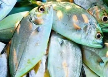 Govt rolls out national framework on traceability in fisheries sector