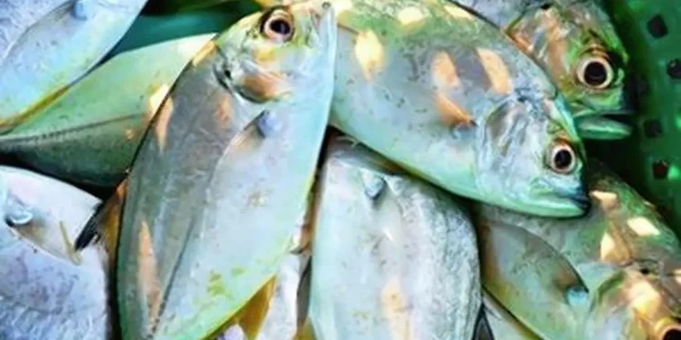 Govt rolls out national framework on traceability in fisheries sector