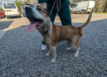 Man banned from keeping animals for a decade