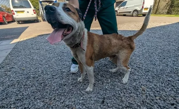 Man banned from keeping animals for a decade