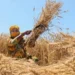 Gujarat govt to buy ₹15,000 crore worth of Kharif crops on MSP