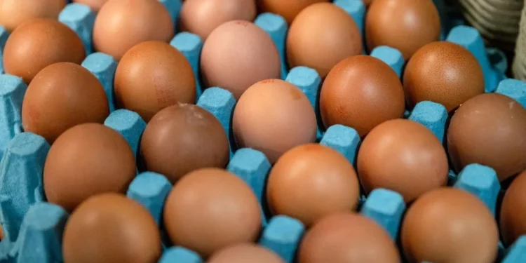 Poultry exports double in H1FY26 on strong demand from the Middle East