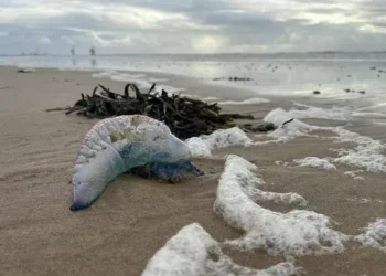 Potentially deadly creatures wash up on Welsh beach