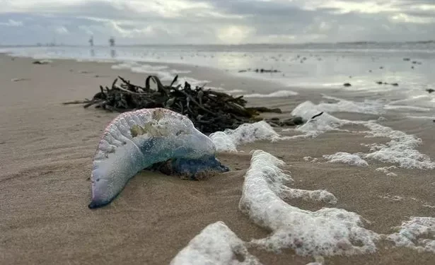 Potentially deadly creatures wash up on Welsh beach