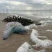 Potentially deadly creatures wash up on Welsh beach