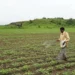 Govt plans to accord ‘permanent approval’ to nano-fertilizers