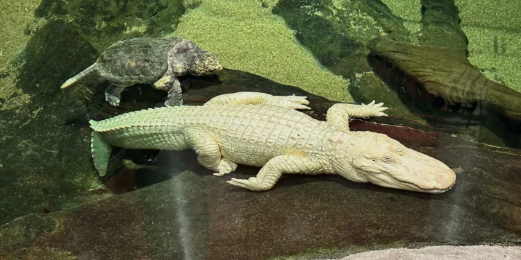 RIP, Claude: Beloved albino alligator at Cal Academy of Sciences in SF dies at 30
