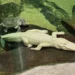 RIP, Claude: Beloved albino alligator at Cal Academy of Sciences in SF dies at 30