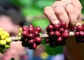 Indian coffee exports set to cross record $2 billion mark in 2025