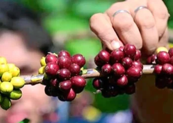 Indian coffee exports set to cross record $2 billion mark in 2025