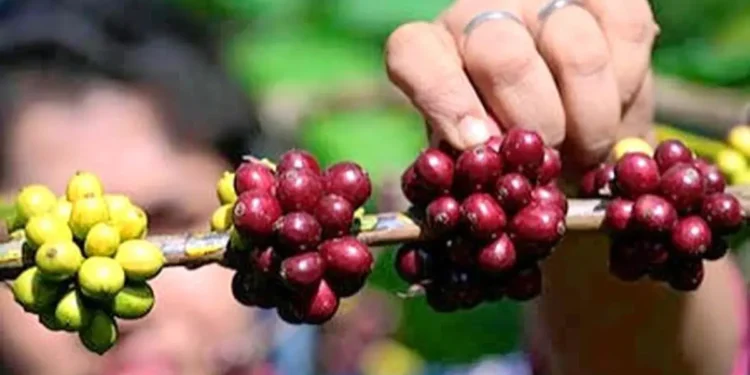 Indian coffee exports set to cross record $2 billion mark in 2025