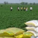 India plans ‘many interventions’ by March ‘26 amid farmers’ complaints on urea shortage