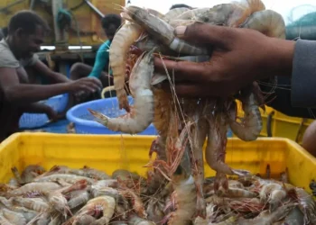 Indian shrimp industry to regain competitive edge as global pricing normalises