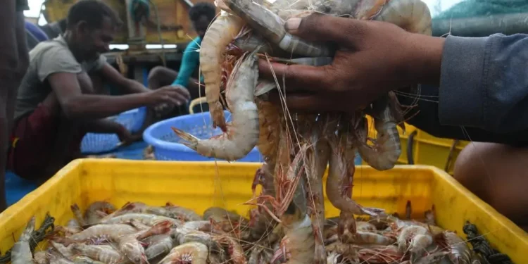 Indian shrimp industry to regain competitive edge as global pricing normalises