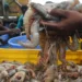 Indian shrimp industry to regain competitive edge as global pricing normalises