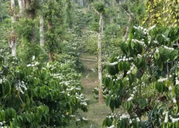 Untimely rain hits robusta harvest, dents 2026-27 coffee crop prospects