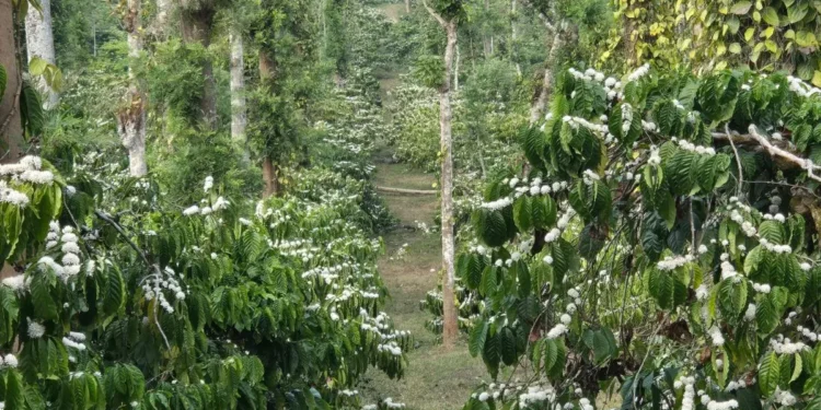 Untimely rain hits robusta harvest, dents 2026-27 coffee crop prospects