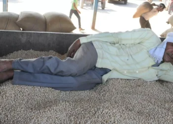 Improving demand, tightening supplies lift chana prices