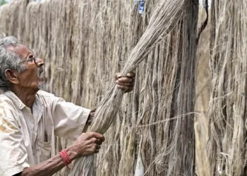 Raw jute prices continue to rule firm despite Indian govt cutting stock-holding limits