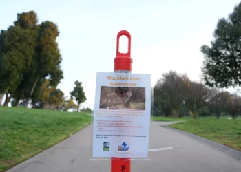 Mountain lion roams posh SF neighborhood before capture