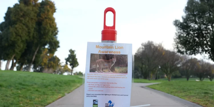 Mountain lion roams posh SF neighborhood before capture