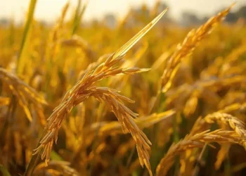 India becomes world’s largest rice producer, overtakes China: Shivraj Chouhan