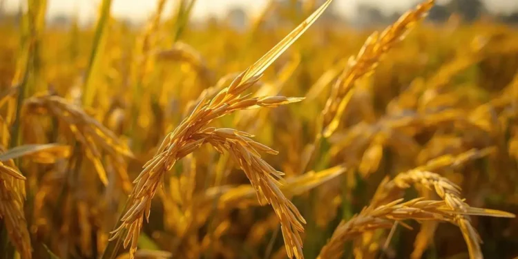 India becomes world’s largest rice producer, overtakes China: Shivraj Chouhan