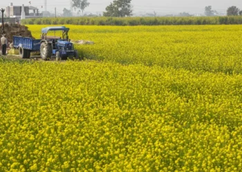 Higher area, conducive weather may lift India’s mustard output  by 10%