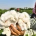 India-US trade deal will boost demand, says Cotton trade body