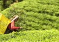 Tea industry seeks policy support as rising costs, labour shortage strain margins