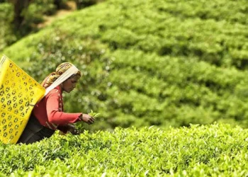 Tea industry seeks policy support as rising costs, labour shortage strain margins