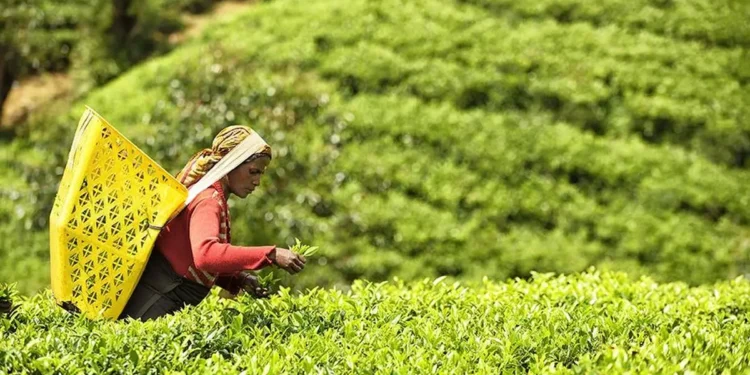Tea industry seeks policy support as rising costs, labour shortage strain margins