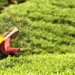 Tea industry seeks policy support as rising costs, labour shortage strain margins
